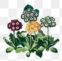 Flower sticker, vintage botanical illustration, remix from the artwork of Robert Thornton