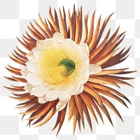 Vintage flower sticker, botanical illustration, remix from the artwork of Robert Thornton