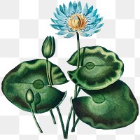 Exotic flower png sticker, Egyptian water lily vintage illustration, remix from the artwork of Robert Thornton