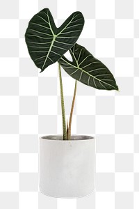 Png alocasia longiloba mockup indoor plant home decor