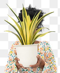 Png plant parent mockup holding potted golden flame snake plant