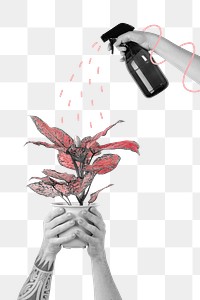 Misting a houseplant png collage remix