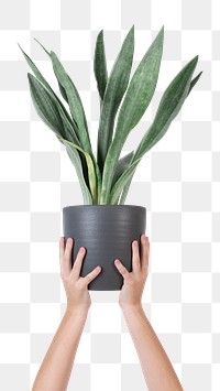 Png hand mockup holding potted snake plant
