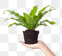 Png hand mockup holding unpotted bird's nest fern