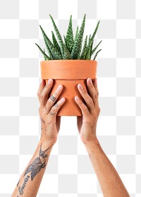 Png tattooed hand mockup holding potted aloe vera