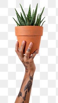 Png tattooed hand mockup holding potted aloe vera