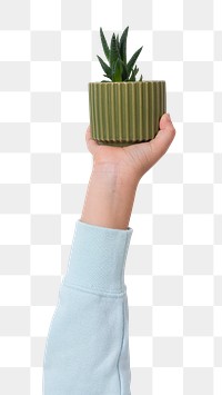 Png kid's hand mockup holding potted aloe vera