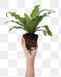 Png hand mockup holding unpotted bird's nest fern