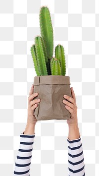 Png hand mockup holding cereus cactus in kraft paper plant pot