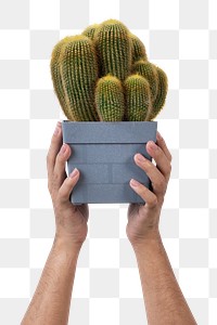 Png hand mockup holding potted cactus