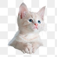 Kitten png, cat, transparent background