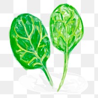 Green spinach leaf png sticker watercolor hand drawn