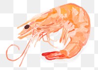 Food shrimp png sticker hand drawn