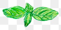Watercolor mint herb png sticker botanical illustration