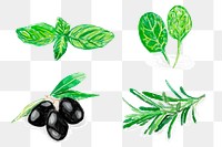 Hand drawn herb illustration png sticker botanical collection