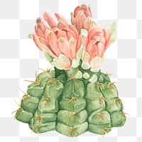 Spider cactus watercolor png plant