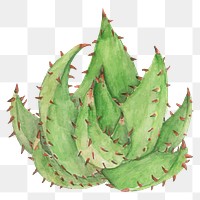 Red hot poker aloe hand drawn png