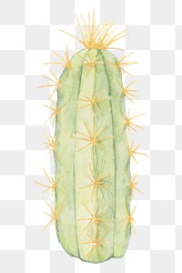Pilosocereus alensis cactus hand drawn png