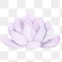 Echeveria laui succulent watercolor png