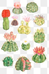 Hand drawn cactus png sticker set