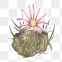 Stenocactus multicostatus cactus watercolor sticker png