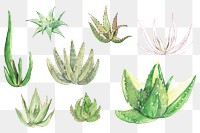 Desert aloe succulent png sticker transparent background