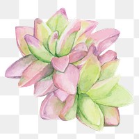 Haworthia rufescens succulent watercolor png