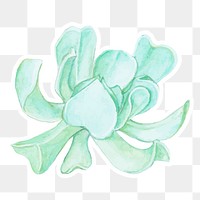 Echeveria runyonii succulent watercolor sticker png