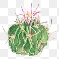 Pink cactus flower png plant