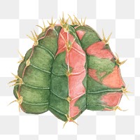 Moon cactus watercolor png