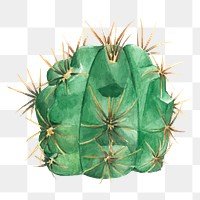 Gymnocalycium monvillei cactus plant png