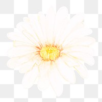 White cactus flower png