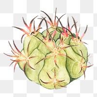 Gymnocalycium spegazzinii cactus watercolor png