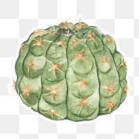 Gymnocalycium parvulum cactus watercolor png