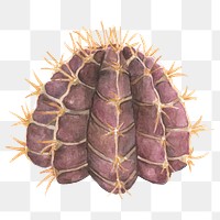 Gymnocalycium stenopleurum cactus watercolor png