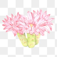 Chin cactus flower watercolor png