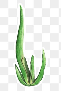 Aloe suzannae plant watercolor sticker png