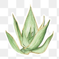 Aloe striata plant watercolor sticker png