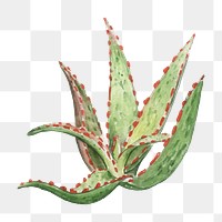 Red aloe hybrid plant watercolor png