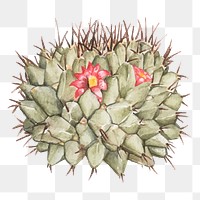 Pink cactus flower png plant