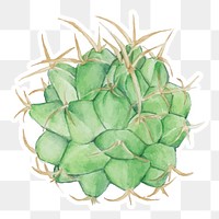 Pincushion cactus watercolor sticker png