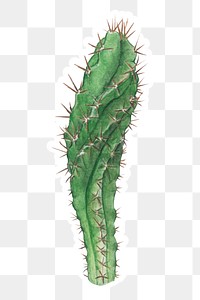 Cereus forbesii cactus watercolor sticker png