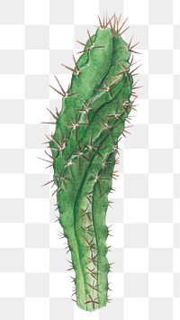 Cereus forbesii cactus watercolor png