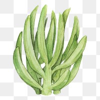 Blue chalksticks succulent watercolor png