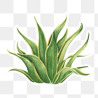 Century plant watercolor sticker png