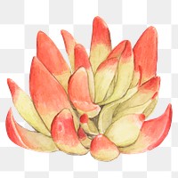 Red pagoda succulent watercolor png