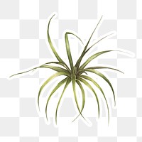 Bromeliad plant watercolor sticker vector
