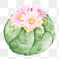 Sand dollar cactus watercolor png