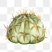 Echinopsis calochlora  cactus watercolor sticker png