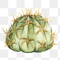 Echinopsis calochlora cactus watercolor png